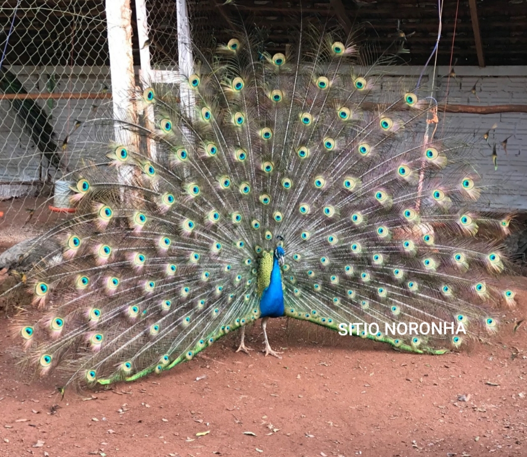 WhatsApp Image 2020-05-08 at 13.28.27 (1).jpeg